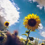 sunflowers in the wind 09
