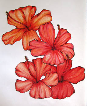 Hibiscus