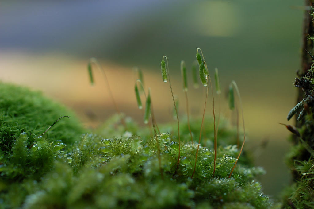 Jenner Rd Macro