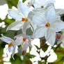 Spring Jasmine