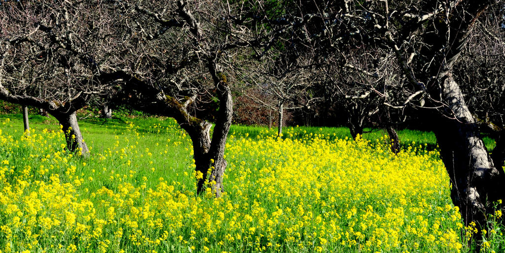 Spring in Sonoma Co.