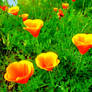 Golden Poppies