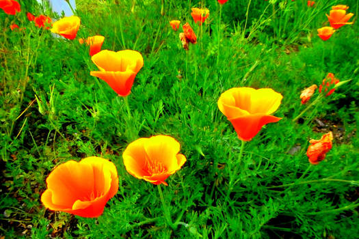 Golden Poppies