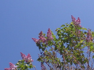 Lilacs