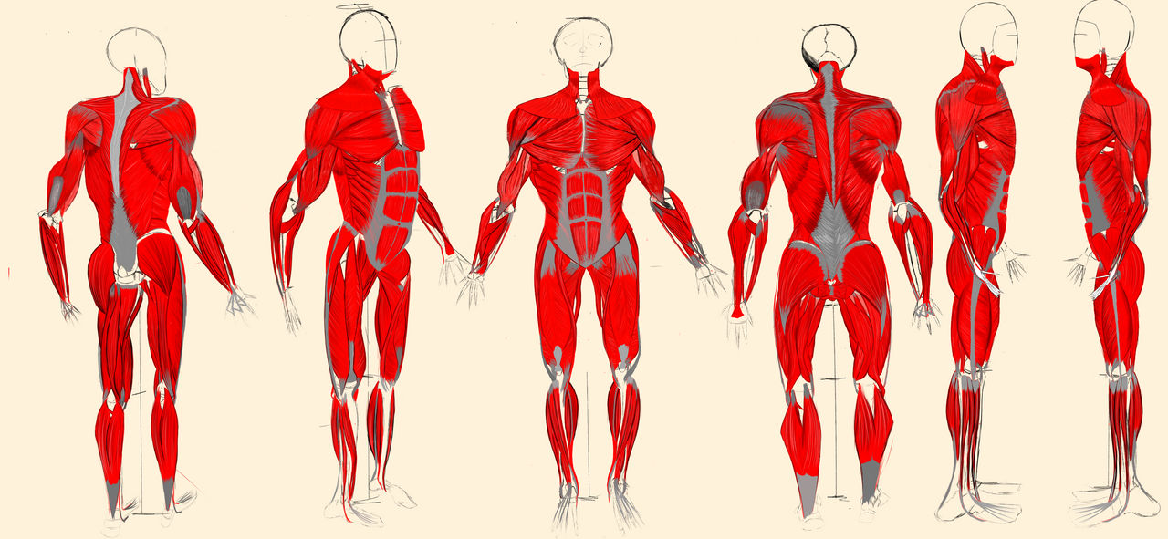 full body by PandaBeryl on DeviantArt Biology Diagrams