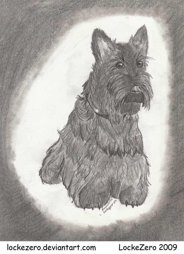 Scottish Terrier