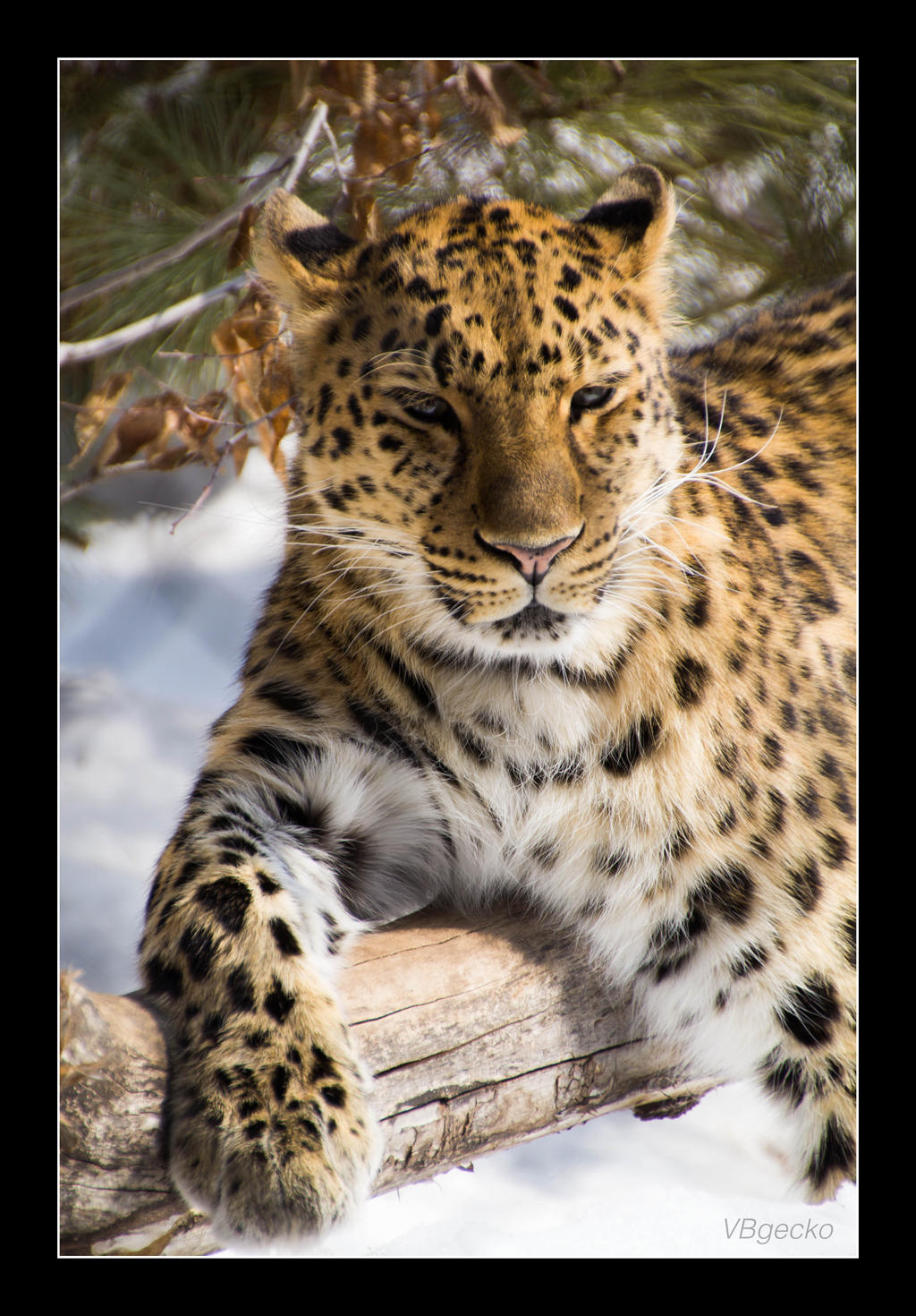 Amur Leopard ...