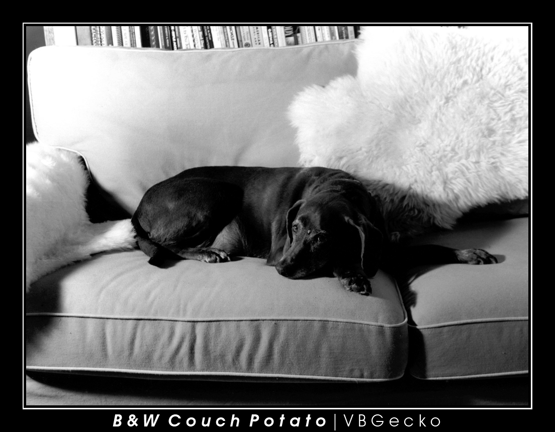 Black and White Couch Potato