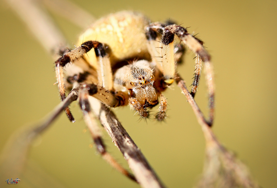 Cross spider