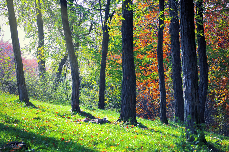 Acacia small forest