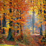 Autumn forest III
