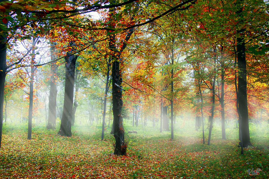 Foggy autumn