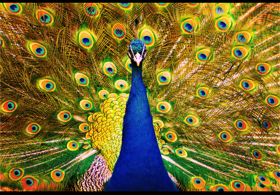 Peacock