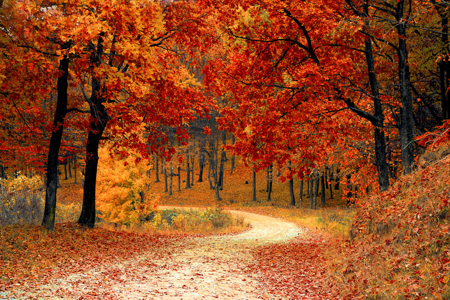 Autumn walk