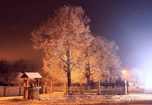 Snow trees