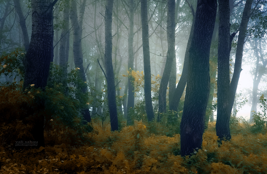 Mystical Forest