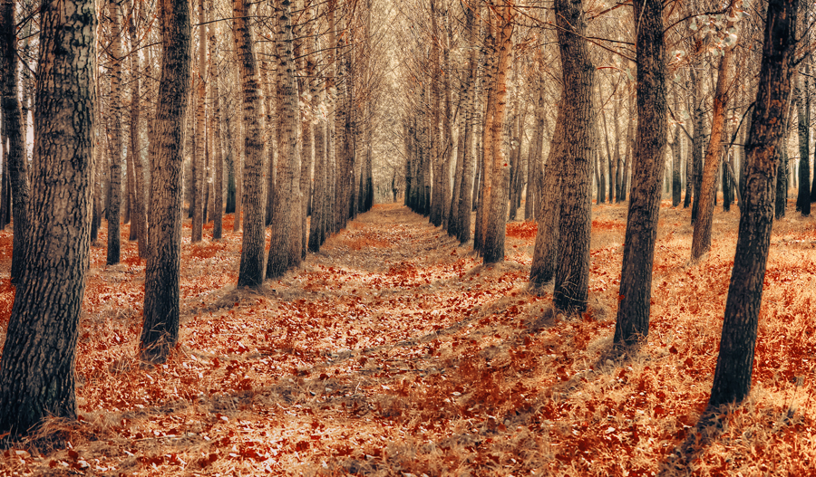 A walk through the trees