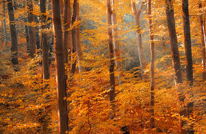 Golden forest by valiunic