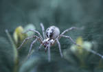 Spider by valiunic