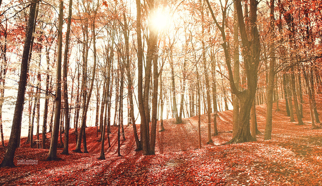 In the autumn forest