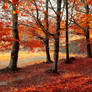 Autumn colours IX