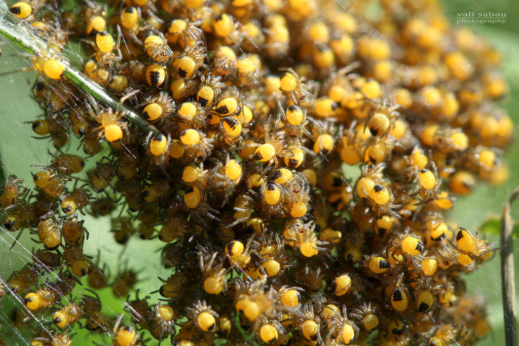 Baby Spider Cluster by valiunic on DeviantArt