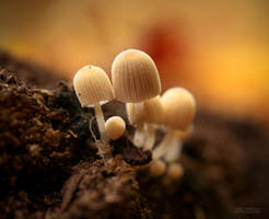 Little fungi