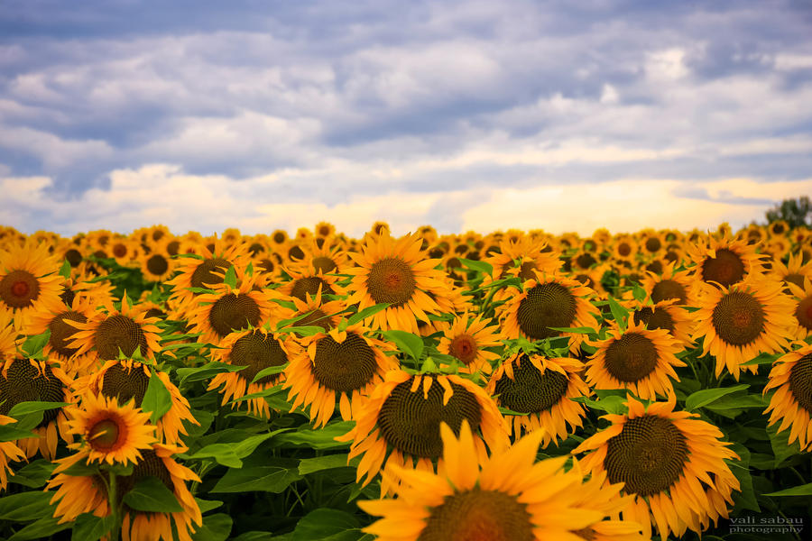 Sunflowers by valiunic Sunflowers by valiunic
