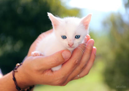 Blue Eyes Kitten