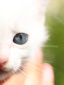 Kitty eye