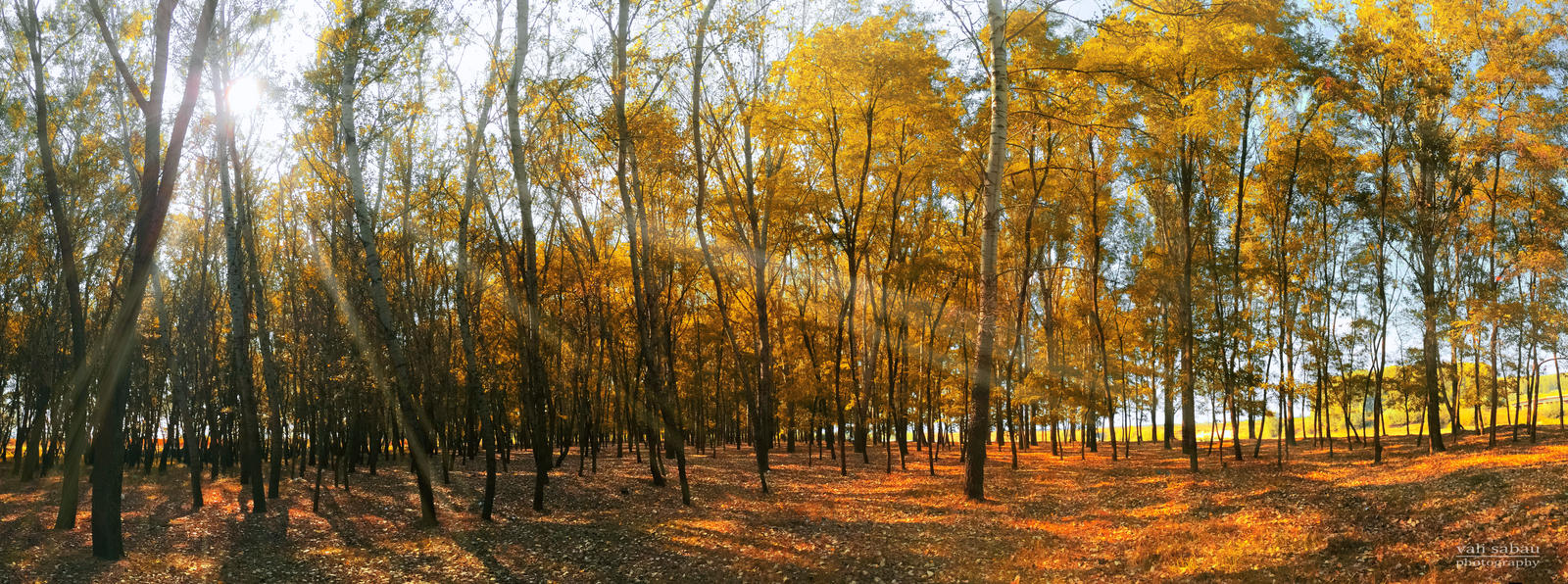 Forest panorama