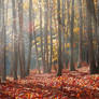 Rays in autumn forest