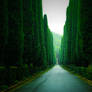 Green alley