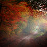 A morning fog