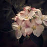 Apple flower