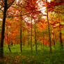 Autumn vivid colors