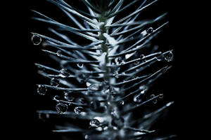 Dew drops