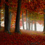 Foggy autumn forest