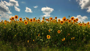 Sunflowers