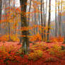 Colorful Autumn Moment