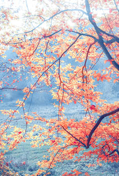 Rusty autumn