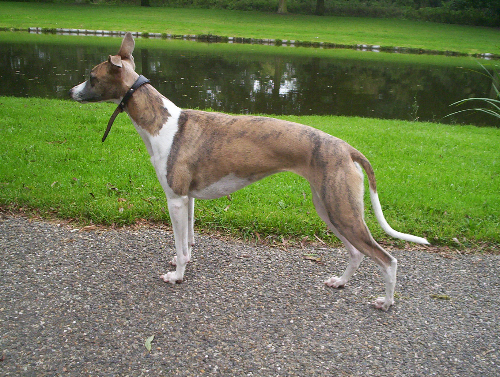 whippet