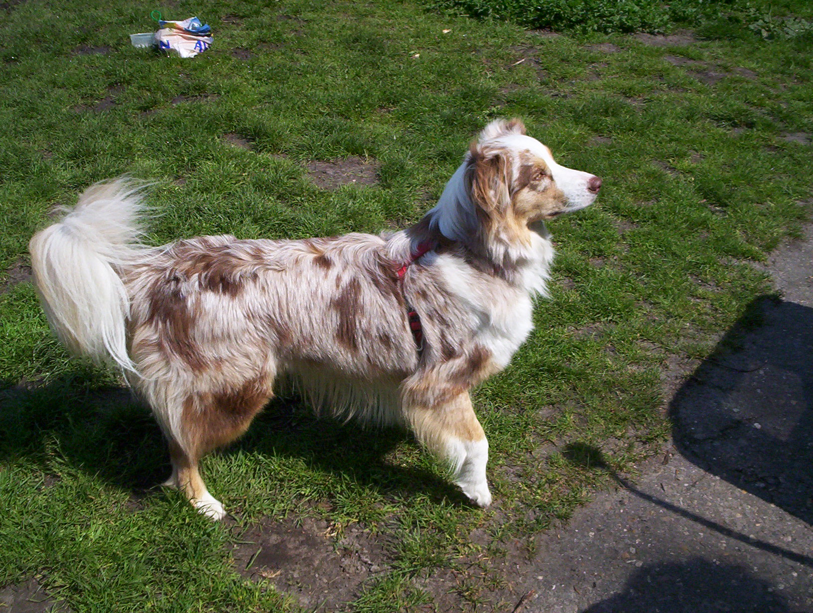 Australian shepherd .