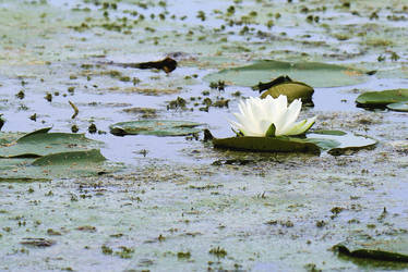 Lily in the Muck (resized)