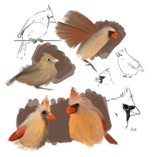 Cardinal Sketches