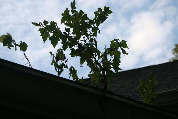 Gutter With Tree In Gutter tree by Na-Kas on DeviantArt