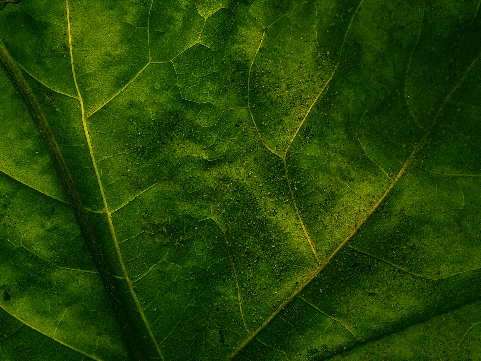 Green Wall