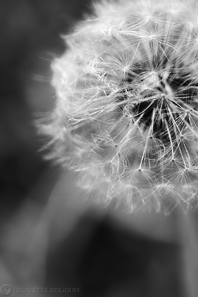 Dandelion