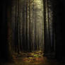 Premade forest background