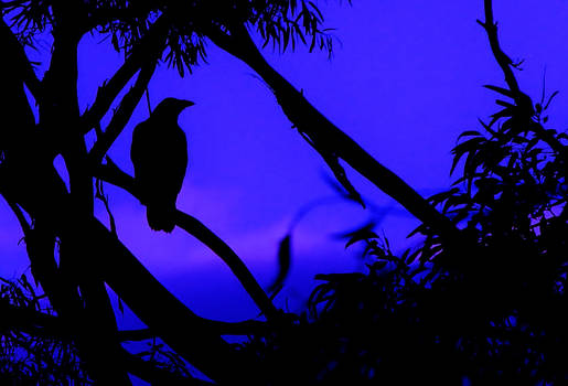 crow in tree